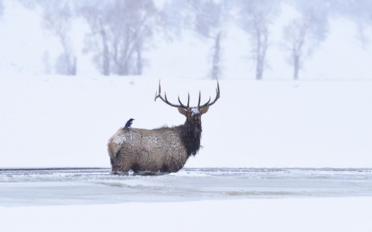 Montana landowners and hunters have butted heads in the past about how to best manage the state's elk population. (kojihirano/Adobe Stock)
