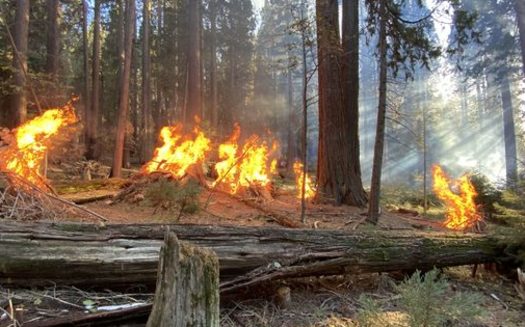 Pile burning in Whitaker Research Forest within Redwood Mountain Grove. (Rob York/UC Berkeley) 