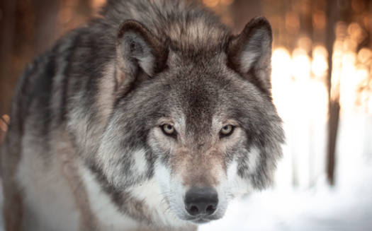 The Department of Natural Resources estimates Wisconsin's wolf population to be around one thousand. (Adobe Stock) 