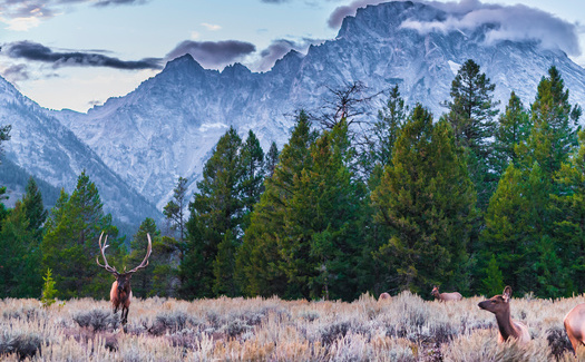 Researchers followed all 26 elk herds that call the Greater Yellowstone Ecosystem home, tapping data from 1,088 GPS-collared elk. (Adobe Stock)