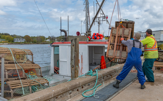Some 80% of lobster in the U.S. come from Maine's adjacent waters while the lobster industry is estimated to create over 35,000 jobs in addition to state licensed lobstermen, lobster dealers and processors, and seasonal restaurant workers. (Adobe Stock)