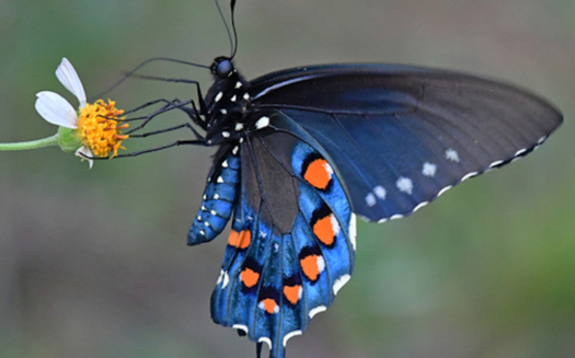 California has the most imperiled biodiversity of any state in the contiguous United States, according to NatureServe, but it also has more land under biodiversity protection than any other of the lower 48 states. (iNaturalist.org)