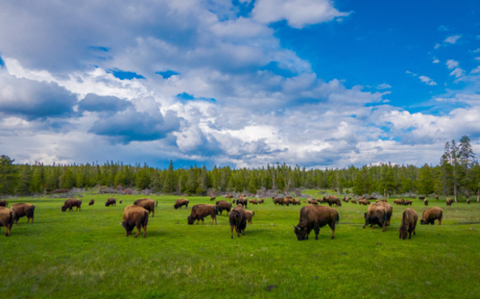 High rates of survival and reproduction have allowed the bison population to increase by 10% to 17% every year. That's 10 times faster than the human population grows worldwide, according to the National Park Service. (Adobe Stock)