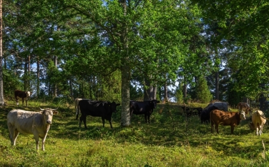 One of the benefits of silvopasturing is to relieve grazing animals, such as cattle, from the perils of heat stress. (UllrichG/Adobe Stock)