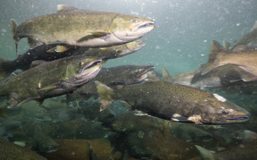 The Columbia River is renowned for its salmon and steelhead runs. In a year of good returns, over 1 million Chinook, coho and sockeye salmon, and summer steelhead travel up the river to spawn in its tributaries. (Adobe Stock)