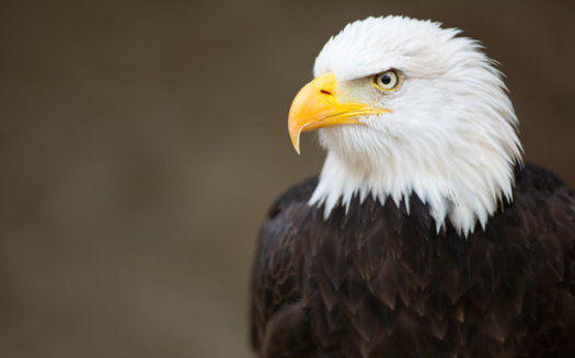 State Department of Natural Resources officials say 71 of 72 Wisconsin counties now have documented active eagle nests. (Adobe Stock)