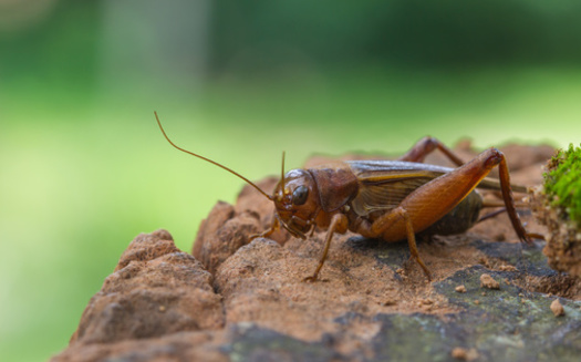 Crickets are now being used in some types of pet food as an alternative source of protein. (Adobe Stock)