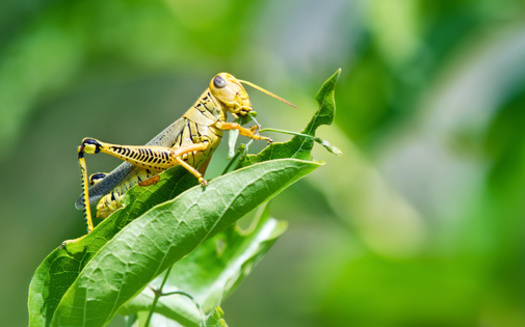Crickets are now being used in some types of pet food as an alternative source of protein. (Leekris/Adobe Stock)