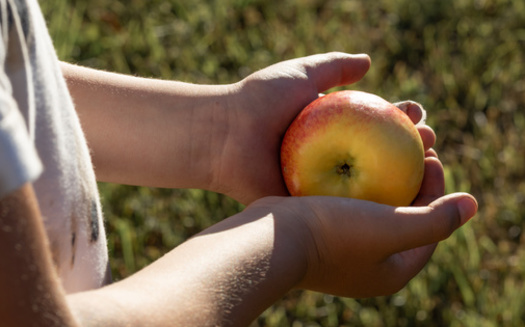 Sunburned apples hurt their quality and can lead to a 40% yield loss. (Guzel/Adobe Stock)