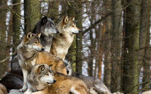 A new study says when a wolf pack leader dies, the chances of reproduction for that wolf pack are reduced by 49%. (Adobe Stock)