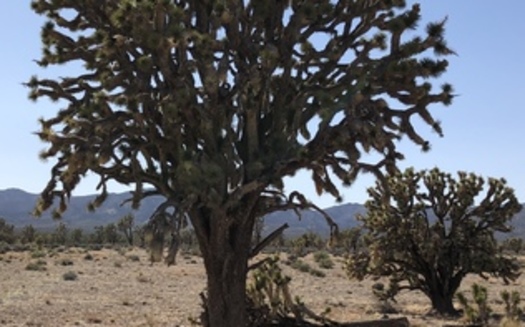 This Joshua tree, estimated to be about 900 years old, lies within the boundary of the proposed Avi Kwa Ame national monument. (Russell Kuhlman/Nevada Wildlife Federation)