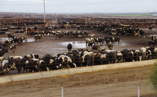 The CDC says the biggest risk to public health from cattle concentrated animal feeding operations is the amount of manure they produce, which can contain potential contaminants and pathogens, from E. coli to growth hormones and antibiotics. (Adobe Stock)
