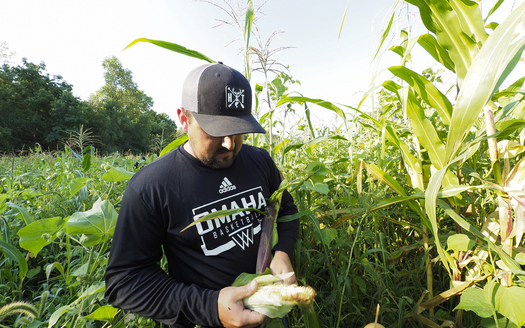 Aaron LaPointe, a member of the Winnebago Tribe of Nebraska, inspects an ear of organically grown traditional Indian corn. (Photo courtesy Ho-Chunk, Inc.)