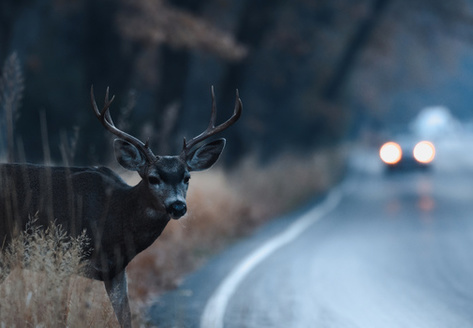 Since the beginning of 2022, seven Western states have initiated programs to maintain wildlife habitat and safe passage, through fencing, signs, overpasses and underpasses, according to Pew research. (TaborChichakly/Adobe Stock)