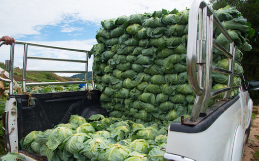The 2018-2023 Farm Bill is projected to cost around $428 billion, according to the estimates from the Congressional Budget Office. (Adobe Stock)