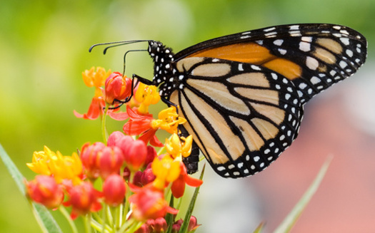 California's Central Coast had the majority of the largest sites and overwintering western monarchs, with more than 130,000 butterflies reported in Santa Barbara and San Luis Obispo counties. (Ariel Bravy/Adobe Stock)