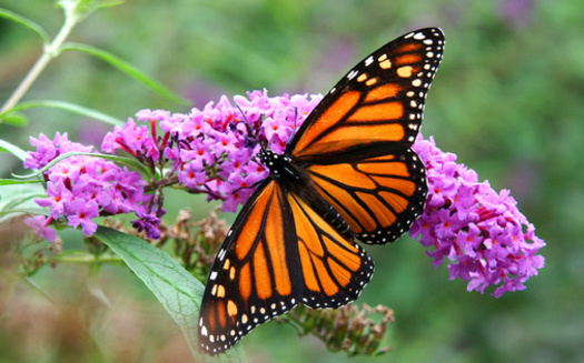 Experts say a rise in the number of monarch butterflies is encouraging, but does not reverse decades of decline for the species. (R. Gino Santa Maria/Adobe Stock)