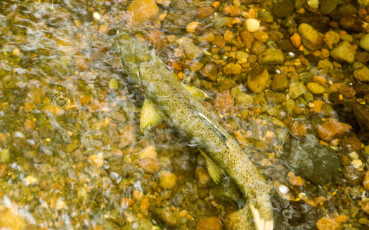 A three-pound sockeye salmon filet is now one of the options in the Food Distribution Program on Indian Reservations for the Lummi Nation. (O'Kelly Photography/Adobe Stock)