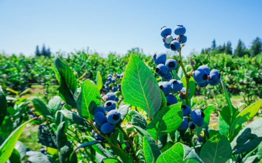 Data shows an increase in development has resulted in 19 acres per day, or 7,000 acres per year of New England agricultural land being lost or threatened between 2001 and 2016, according to a report from the American Farmland Trust. (Adobe Stock) 