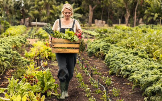 Farm Action will lobby lawmakers to ensure the 2023 Farm Bill requires recipients of federal subsidized insurance programs, which largely benefit farms growing corn, soybeans, sugar and wheat, to instead commit to conservation and regenerative land practices. (Adobe Stock)