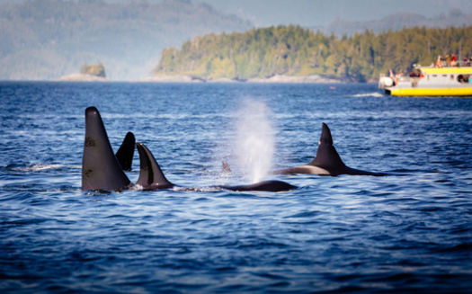 Whale-watching vehicles in Puget Sound are required to stay 1,000 yards away from Southern Resident orcas. (ronnybas/Adobe Stock)