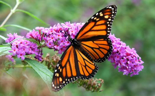 Los expertos afirman que el aumento del número de mariposas monarca es alentador, pero no revierte décadas de declive de la especie. (R. Gino Santa Maria/Adobe Stock)