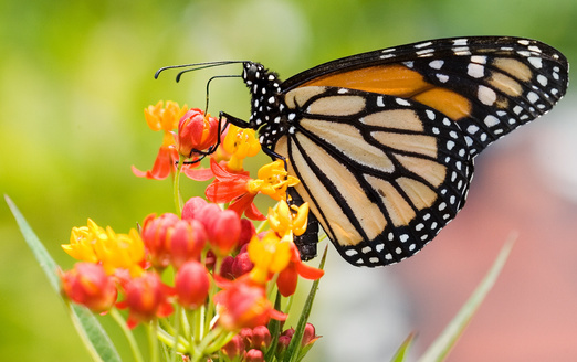 La costa central de California tenía la mayoría de los sitios más grandes de monarcas occidentales que hibernan, con más de 130,000 mariposas reportadas en los condados de Santa Bárbara y San Luis Obispo. (Ariel Bravy/Adobe Stock)