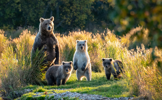 Grizzly bears are considered to be an umbrella species, and conservationists argue protecting them allows for the protection of hundreds of other species by maintaining large tracts of wild spaces. (Adobe Stock)