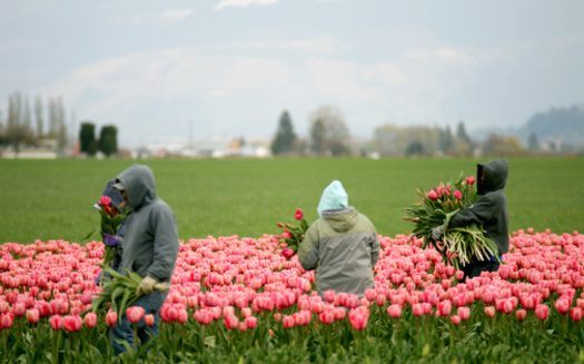 Overtime pay for Washington state farmworkers began phasing in starting in 2022. (Oksana Perkins/Adobe Stock)