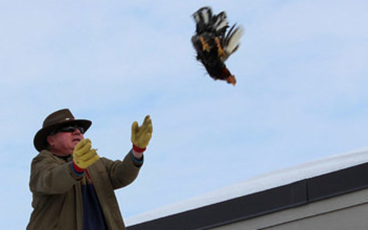 An organizer tosses a chicken at an annual Wisconsin event that has drawn sharp criticism from animal rights advocates. (Photo courtesy United Poultry Concerns)