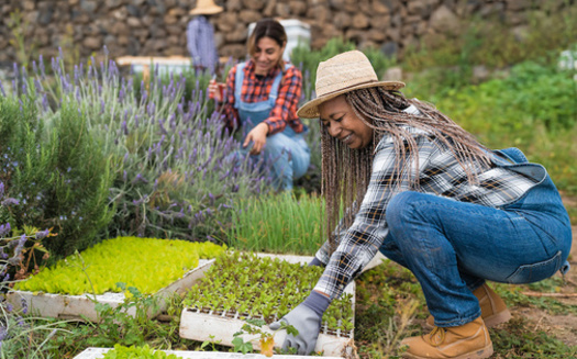 In 2017, the United States had around 48,000 farmers who identified as Black, according to the USDA National Agricultural Statistics Service. (Adobe Stock)