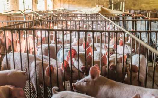 Concentrated Animal Feeding Operations are regulated by federal, state and local agencies. (Adobe Stock)