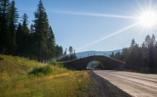 Properly designed crossings reduce wildlife-vehicle collisions by up to 90%, according to experts. (MierCat Photography/Adobe Stock)