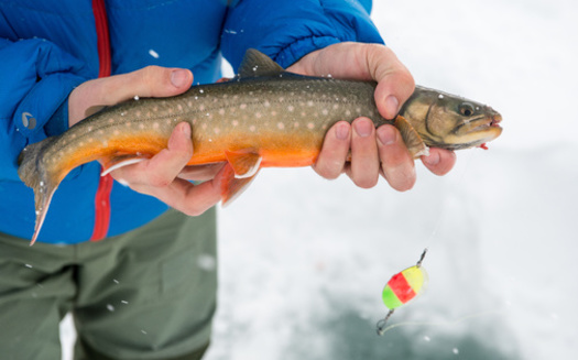 New England is getting hotter faster than the rest of the country, according to the latest data from the National Oceanic and Atmospheric Administration, and it could affect food webs available to the cold water-thriving Arctic char. (Adobe Stock)