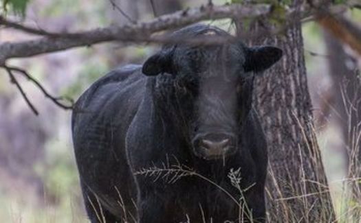 Visitors to New Mexico's Gila Wilderness have reported that stray or feral cattle, grazing there since the 1970s, have become aggressive, with no fear of people and also protective of their young and food sources. (Robin Silver/Center for Biological Diversity)