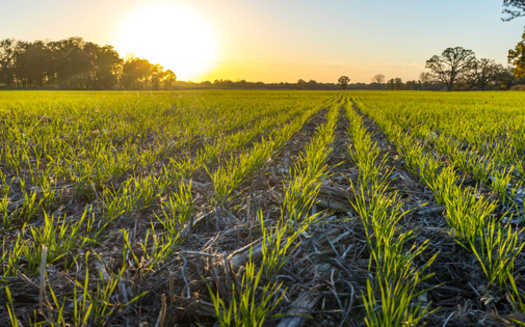 In addition to helping capture carbon in the soil, no-till farming practices with seasonal cover crops help preserve soil nutrients and prevent erosion. (Margaret Burlingham / Adobe Stock)