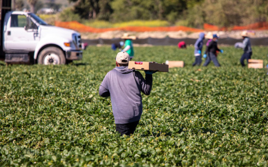 North Carolina is one of the largest users of a type of temporary agricultural visa with between 14,000 and 17,000 H-2A visa workers annually, according to the North Carolina Department of Health and Human Services. (Adobe Stock)