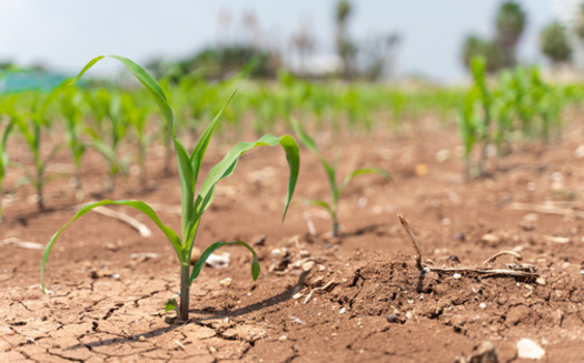 Maine's largest crop is potatoes, which grow best in cool weather. But projected warming from climate change may reduce potato yields by 25 to 35%, according to the Natural Resources Council of Maine. (Adobe Stock)