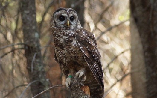 The California Spotted Owl would be the last of three subspecies to receive protection under the Endangered Species Act. (Rick Kuyper/U.S. Fish and Wildlife Service)<br />