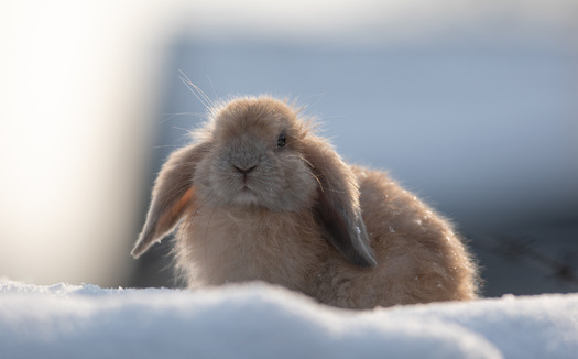 Over the past 50 years, the population of pygmy rabbits in Wyoming has declined by 69% (Serikbaib AdobeStock)