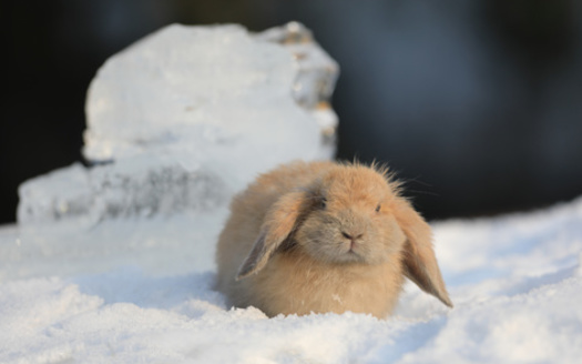 The pygmy rabbit occupies an estimated 10% of its historic range. (serikbaib/Adobe Stock)