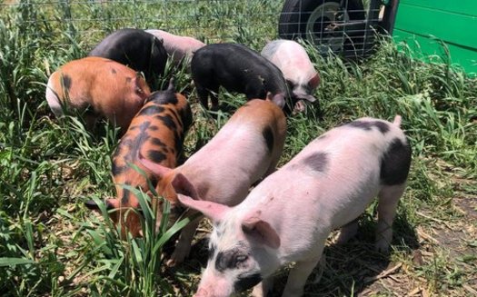 Hogs and other livestock are used in what's known as "stock cropping," when animals are combined with traditional farming methods to clear and fertilize the land between crops. (Zack Smith)
