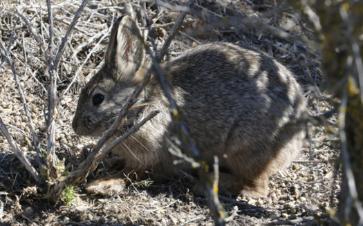In September 2010, the U.S. Fish and Wildlife Service found pygmy rabbits were not warranted for listing under the Endangered Species Act because the agency said there was not enough data to show the threat level had risen leading to possible extinction. (Adobe Stock)