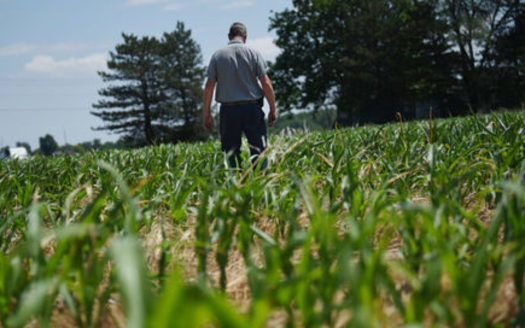 Jeff Duling walks in one of his corn fields in the summer of 2022. Duling, who lives in Putnam County southwest of Toledo, enrolled 134 newly acquired acres in Cargill's RegenConnect carbon sequestration program. (NewsLab photo by Baylee Sweitzer)