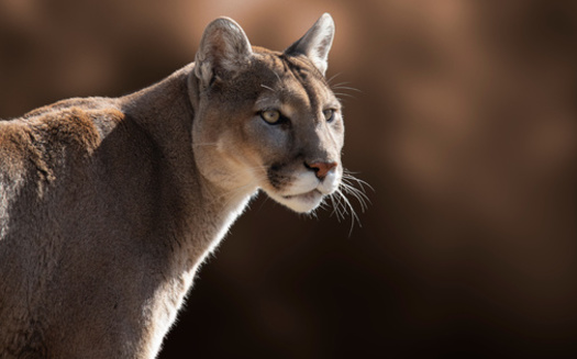 According to the Western Wildlife Conservancy, during the 2015-2016 Utah hunting season, 372 cougars were killed, a number that has increased every year. (Adobe Stock)