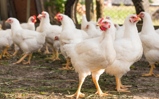 In 2021, around 132.3 million tons of poultry meat were consumed worldwide, making it the most consumed type of meat globally. Pork came in second, followed by beef and veal, according to Statista. (Adobe Stock)