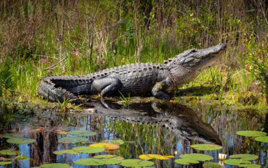The most iconic species that resides in the Okefenokee National Wildlife Refuge may be the American alligator. An estimated 15,000 alligators live in the refuge area. (Wildspaces/Adobe Stock)