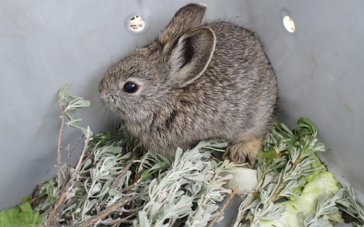 The pygmy rabbit has lost large chunks of its sagebrush habitat in recent decades. (randimal/Adobe Stock)