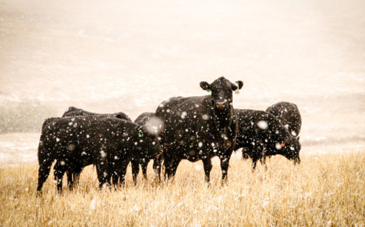 Ranchers say imported beef hurts the market in the United States from local producers. (Laura/Adobe Stock)