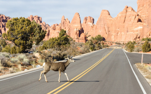 Utah Division of Wildlife Resources and Department of Transportation studies have shown a 90% reduction in wildlife-vehicle collisions when there is a crossing structure or fence in an area. (Adobe Stock)